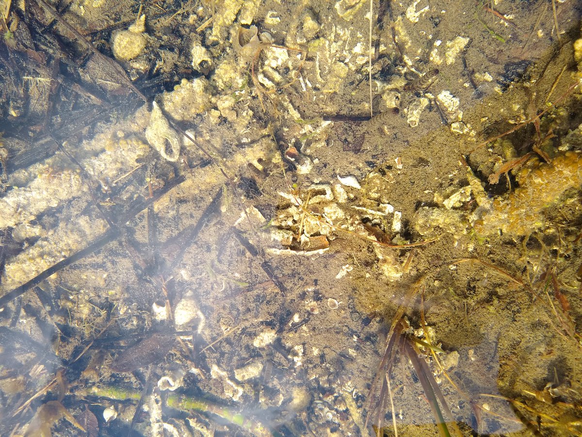 EcoTcd's tweet photo. 7/8: Shell marl substrate on the bottom of a natural stream in the middle of the fen
#ecology #hydrology #wetland #conservation #Ballymore #irishmidlands #fen #moss #ecohydrology #biodiversity #epaireland #npws #wetlandconservation #research #phd #sampling https://t.co/wzEya9xI0S