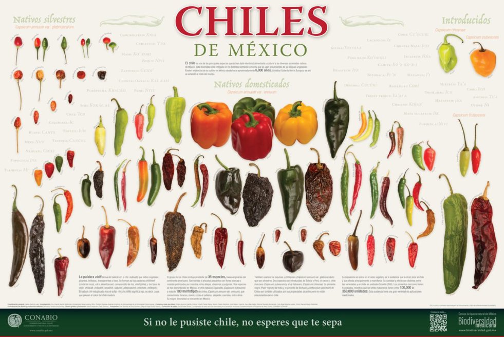 CONABIO's tweet photo. 🌶️ Chiles de México 🌶️
El chile es una de las principales especias que le han dado identidad alimentaria y cultural a las diversas sociedades nativas de México. 

Mira este y otros carteles en alta resolución en: https://t.co/6YAAxww9sx https://t.co/XrluIwE0E8