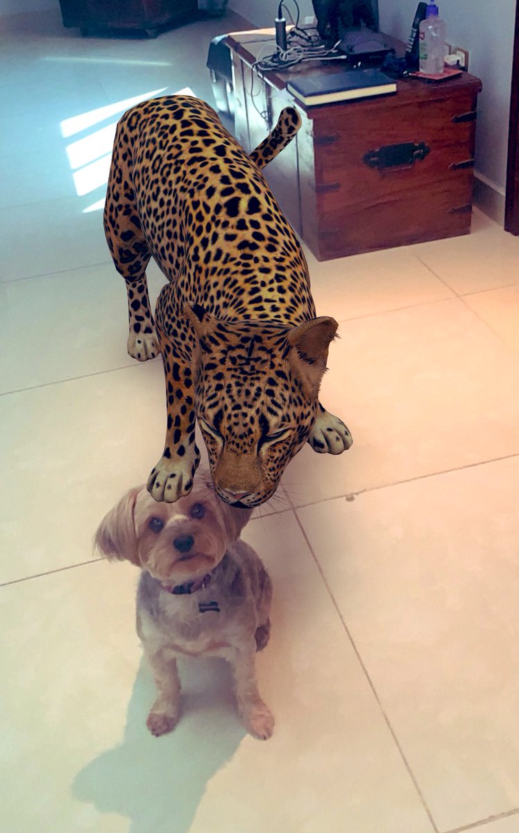 roxyfulton's tweet photo. @Catboy92 @Dubai92 Lola &amp; her virtual pal https://t.co/LyH9SgVsnh