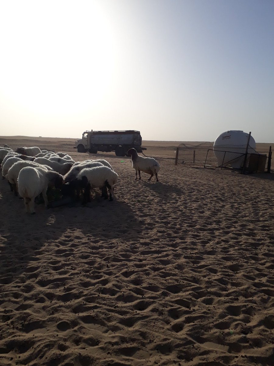 صرف اعلاف شهرين يستفيد منه تجار السوق السوده كمية شهرين وفي اوضاع نفس هذي السعر غالي الربح دبل ولا عزاء للمربي الحقيقي #مطالبات_اهل_الحلال