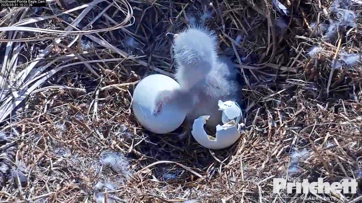 SWFLEagleCAM's tweet photo. Really glad eaglets don’t know about social distancing. Hours old and already melting our hearts. 🥰 https://t.co/pBAq8gFSku