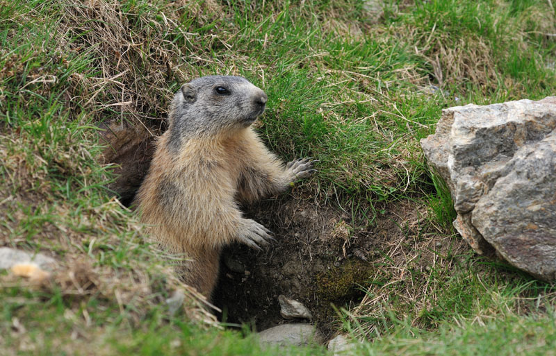 Marmotte