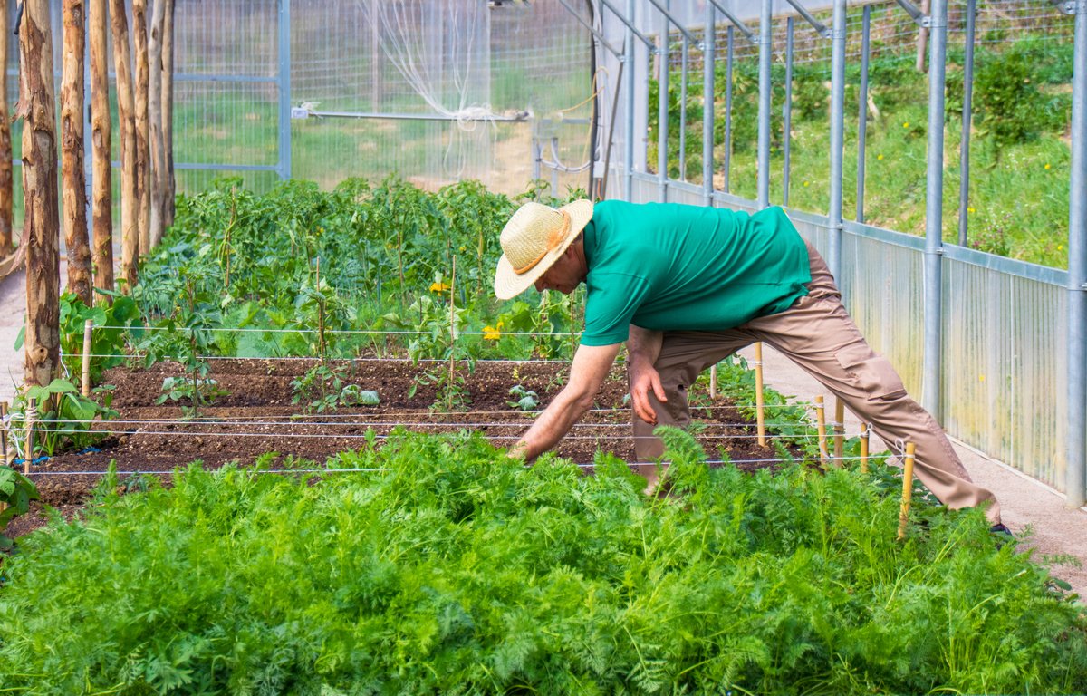 BuonCaffeFi's tweet photo. Dinner is planted!⁠ Our biodynamic gardener Marcello has been busy creating a special environment for our organic ingredients, tailored to our chef's needs, our guests' tastes, and to the season 🌱⁠

#LaBottegaDelBuonCaffe #winterproduce #michelinstar #finedining #eatinflorence https://t.co/UZjXPd5kNN