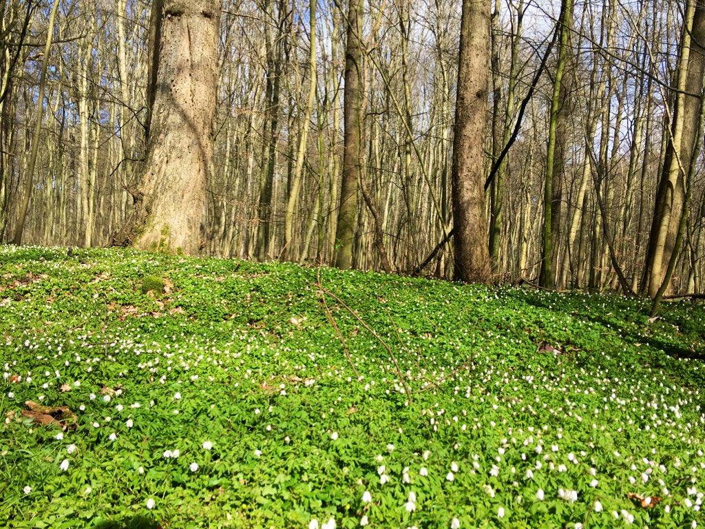 spintronicsHGW's tweet photo. #Wood. #SpringBloomers get ready. Windröschen. https://t.co/csRQ858nyi