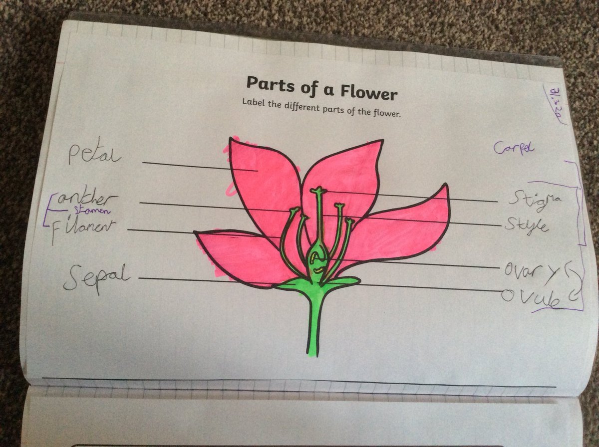 Anna Ebden tweet media