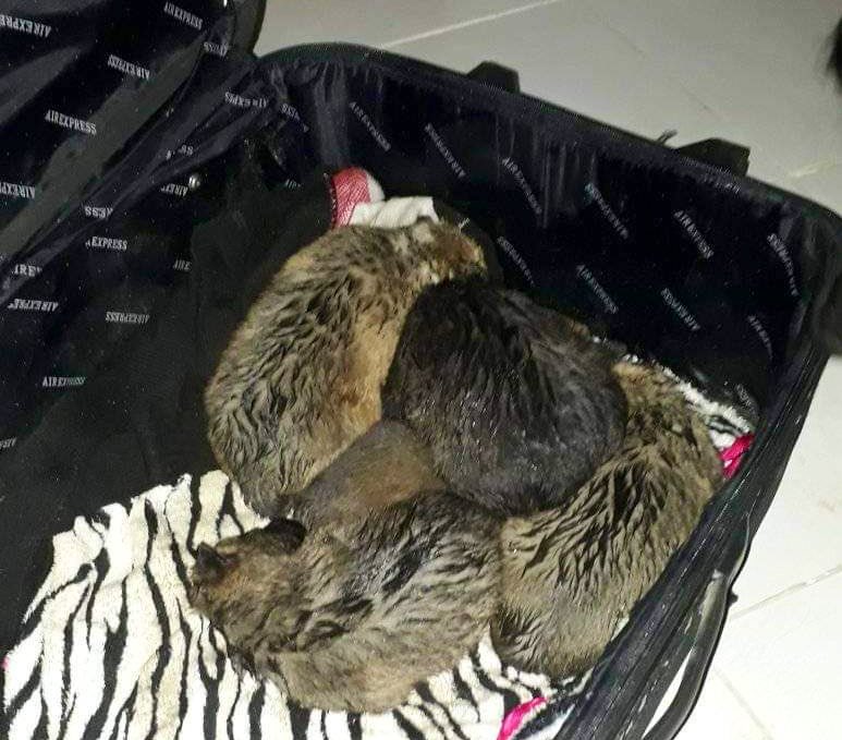 infodequilmes's tweet photo. NOS LLEGA VÍA WHATSAPP:
AYUDA!
Los dejaron cerca de Carrefour de Av la plata, Quilmes Oeste.
La chica los resguardo pero no puede tenerlos.
Contacto: 1134220486
Agradecenos difusión🐾 https://t.co/zS12QaOO5w