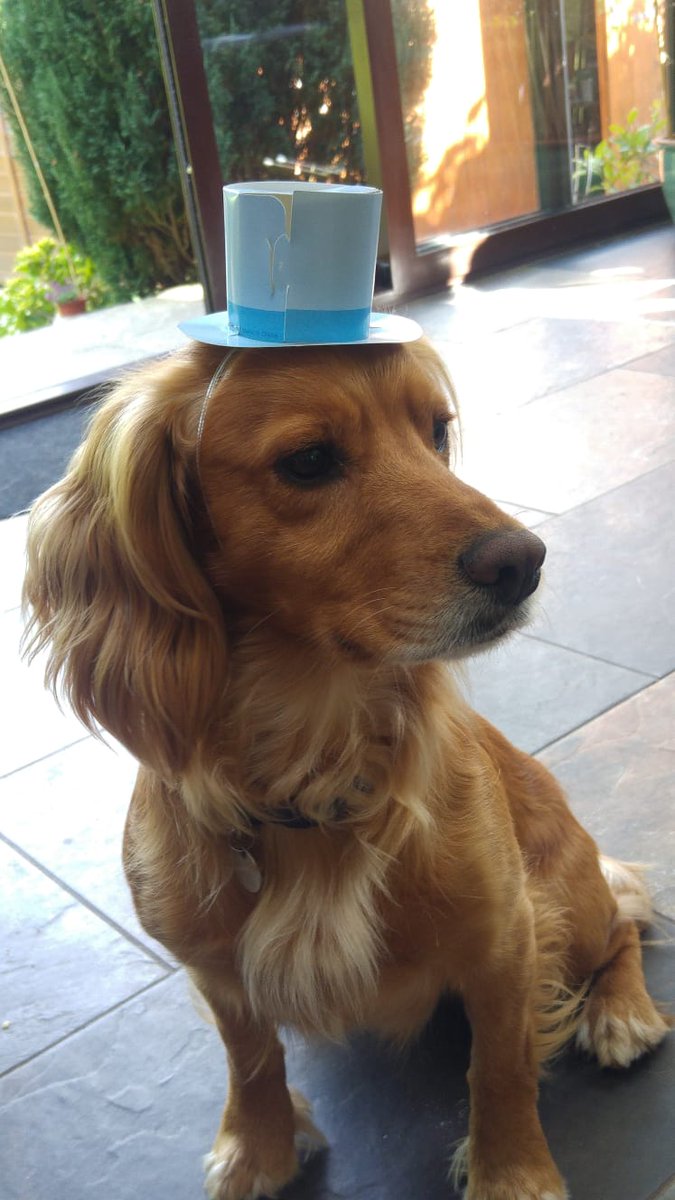 queeencinta's tweet photo. @OwainWynEvans this is my dog Beau Montegue Chester Williams with his party hat on ! Ready to  Celebrate my 55th birthday on the 1st April. 
#NorthWestTonight https://t.co/dT2eize2x2