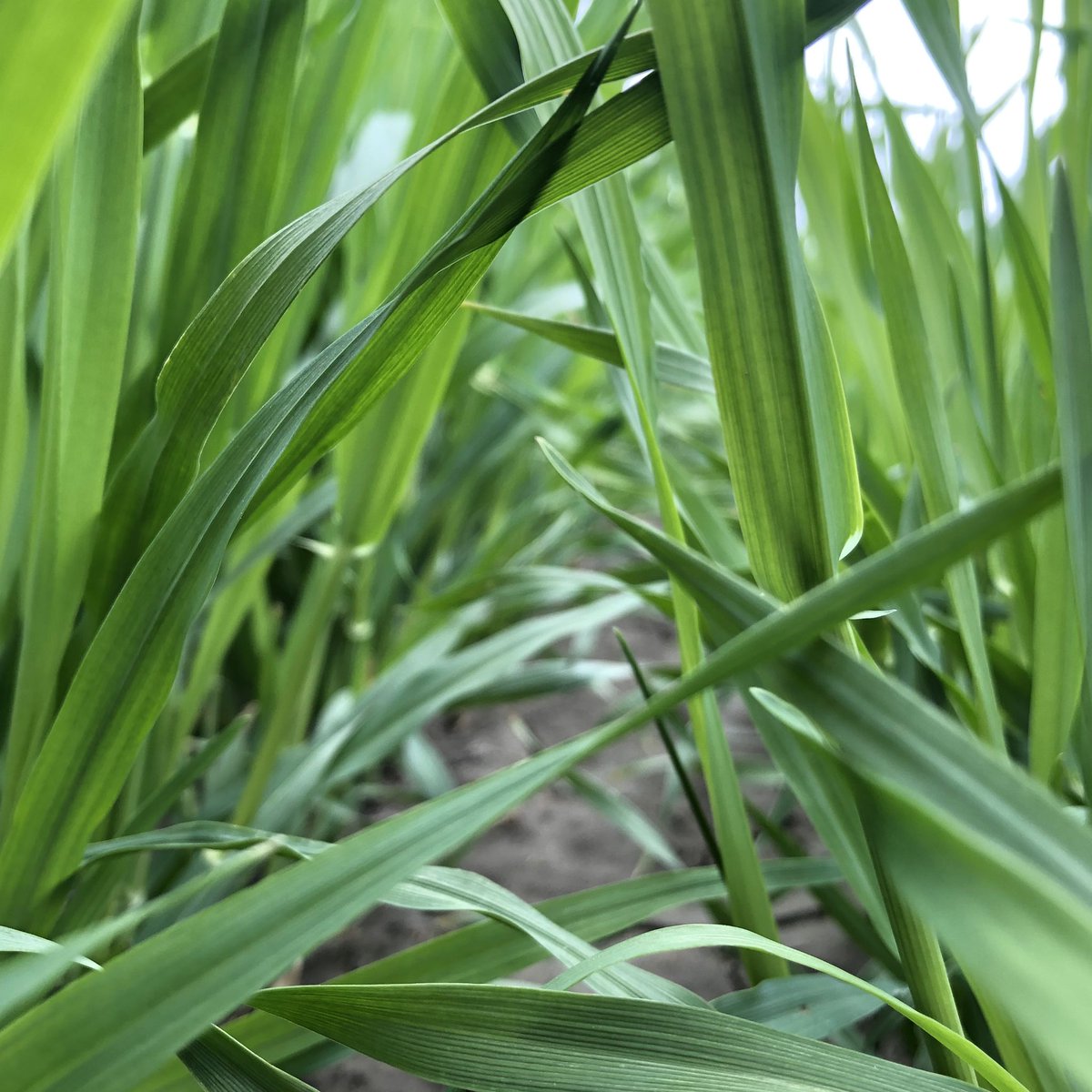 theaimcompanies's tweet photo. Ever wonder what it would feel like to be immersed in a jungle of barley grass? 💚AWE-SOME! Smells delicious! #BarleyLife #nutritionthatworks #fresh https://t.co/1c3CoyFWa0