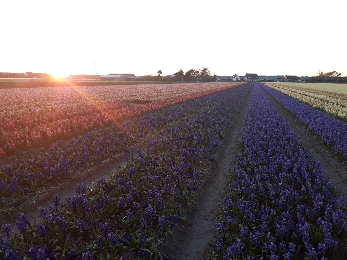 Sunset in the Dutch Flower Region, March 31, 2020
#staysafe #hyacinths