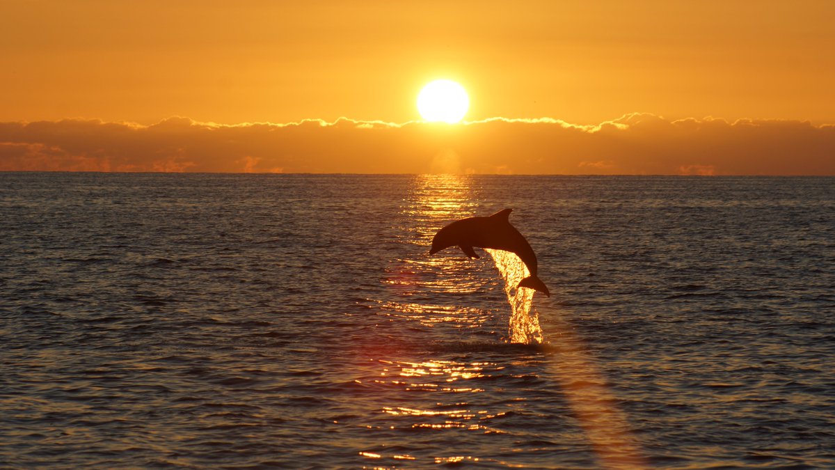 Captiva Cruises tweet media