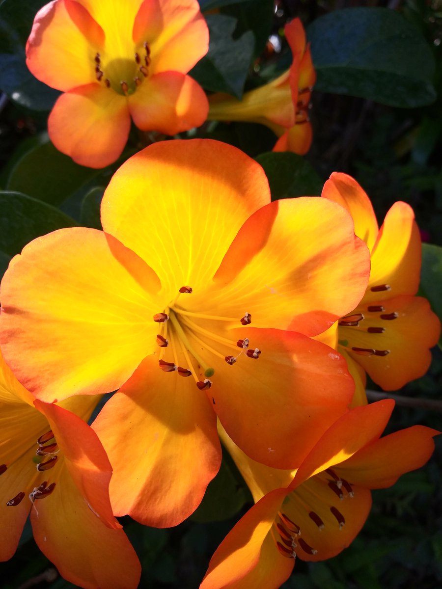 Rhododendron Vireya hybrid. 'George Budgen' !