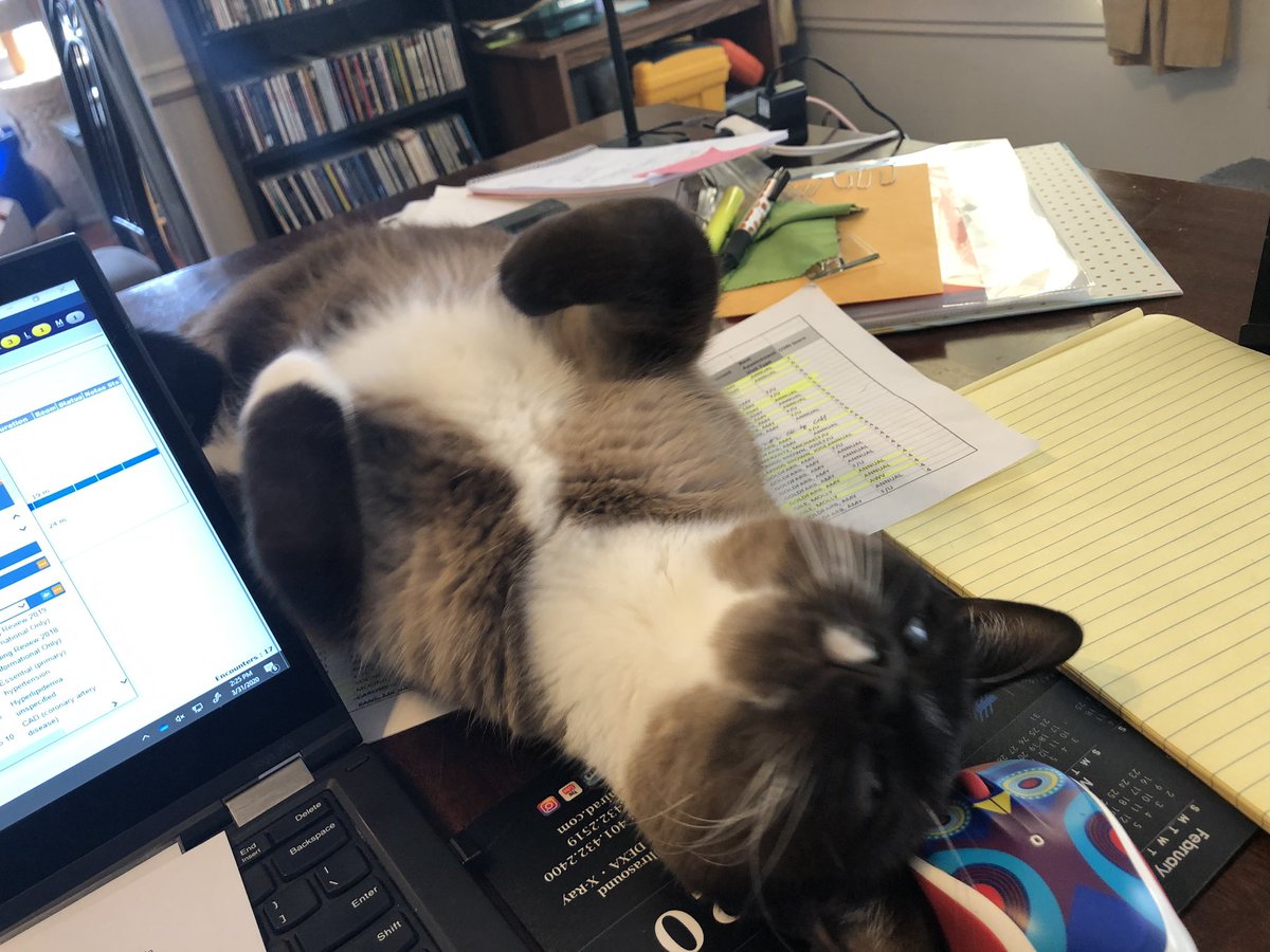 aspenrose123's tweet image. Day 2 of working from home. #atleastthepetsarehappy #StayAtHome #catladyproblems.