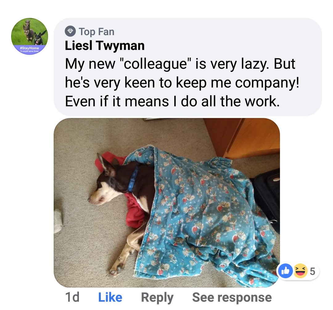 TheGautrain's tweet photo. Yesterday, we asked "How is your working💼from home situation looking like? #Day4 #ImStayinIN Liesl Twyman, shared what her new colleague was up to🤔 Congratulations Liesl Twyman!Your R1000.00 Gautrain card prize for the #ImStayingIN campaign is waiting for you after the lockdown https://t.co/O3GIQ02Ebu