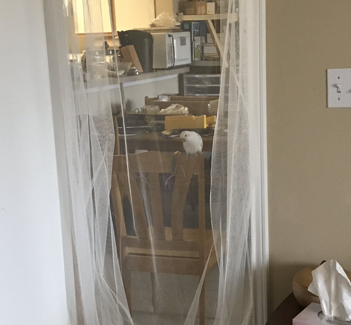 JennyRomanchuk's tweet photo. Pantone has been getting really upset when Greg locks himself away for work. Even though I’m his ‘favourite’ he still needs to know where Greg is at all times. This is our solution 😆 https://t.co/8OIEtA8onx
