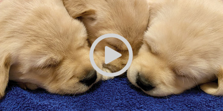 canineorg's tweet image. #ICYMI We have a LIVE puppy cam and it's almost feeding time. It will be the best part of your day - we promise! Visit cci.org/puppycam PLEASE RETWEET #puppy #giveadog #doggos #Lunchtime