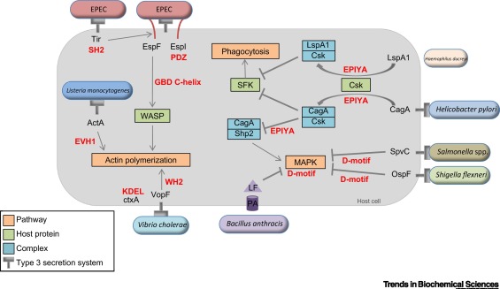 TrendsBiochem's tweet photo. Check out a new Review online - "Mimicry of Short Linear Motifs by Bacterial Pathogens: A Drugging Opportunity" by @hugocarlos__ and Toby Gibson @embl.
#SLiMs #hostdirectedtherapy #drugrepurposing
https://t.co/yuaqXbmNOH https://t.co/u1r3YjUXEv