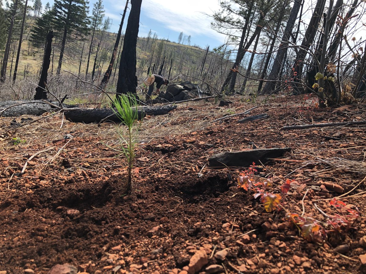 teamtreesofficl's tweet photo. Resilience is a muscle. #TeamTrees is honored to be a small part of the Camp Fire recovery. #ParadiseStrong https://t.co/q3HINZNrlF