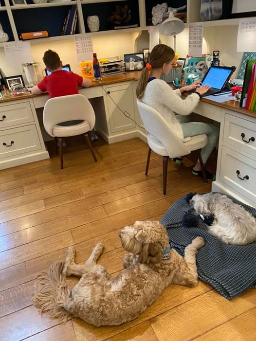 lfcds1888's tweet photo. Look out @HGTV our students have designed remote-learning work spaces that would make Chip &amp; Joanna proud! With cozy corners from Zen to high tech, &amp; a few furry friends near by, our 1st day back was a success! Check out https://t.co/BvSgwCxsN2!  #lfcds_experience #lfcds https://t.co/R3NZjNrdRC
