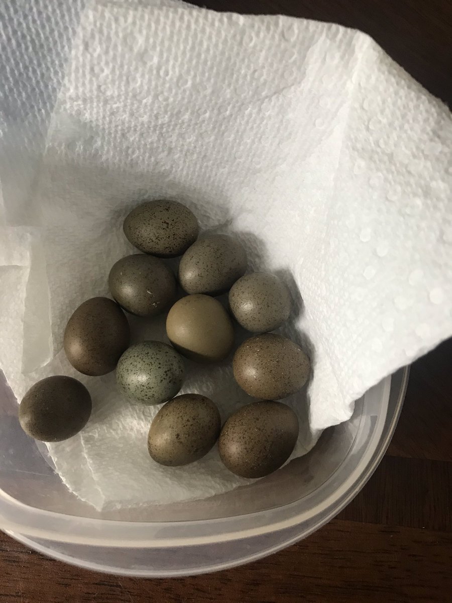quail_button's tweet image. Here are the eggs!  We’ve been collecting for about 12 days. Some of these might not still be viable, but hopefully most will be.