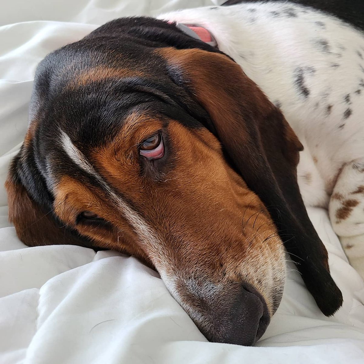 RoamingRinne's tweet photo. Day 7,365 of quarantine feelzzz... #sooverthis #TuesdayMotivation #Coronavirus  #QuarantineLife #Isolation #missinghockey #missingnormalcy https://t.co/fpKgm1UtzS