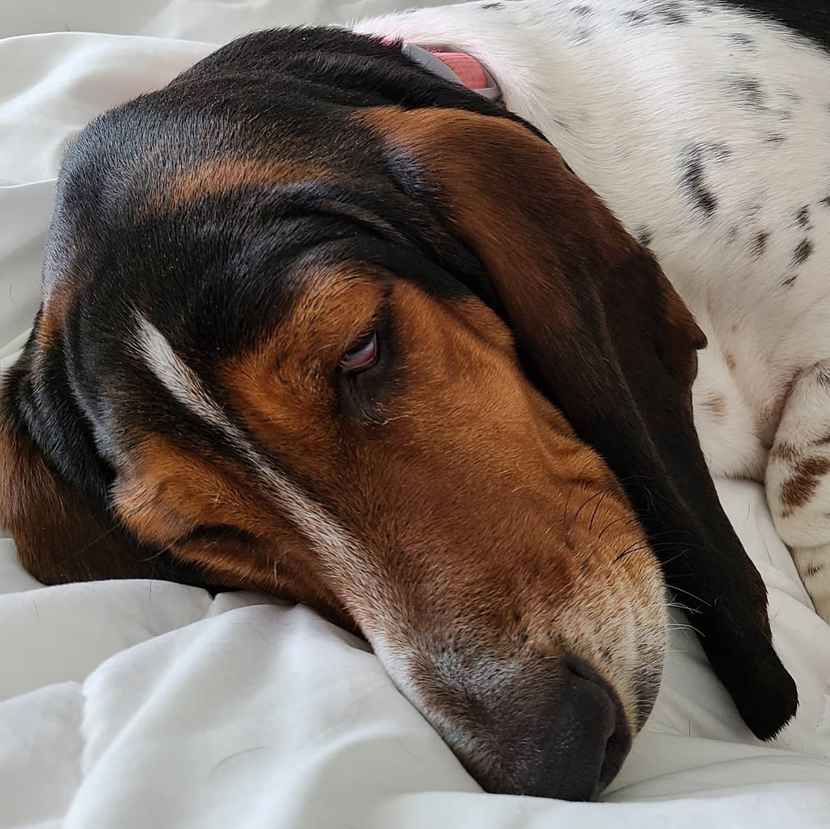 RoamingRinne's tweet photo. Day 7,365 of quarantine feelzzz... #sooverthis #TuesdayMotivation #Coronavirus  #QuarantineLife #Isolation #missinghockey #missingnormalcy https://t.co/fpKgm1UtzS
