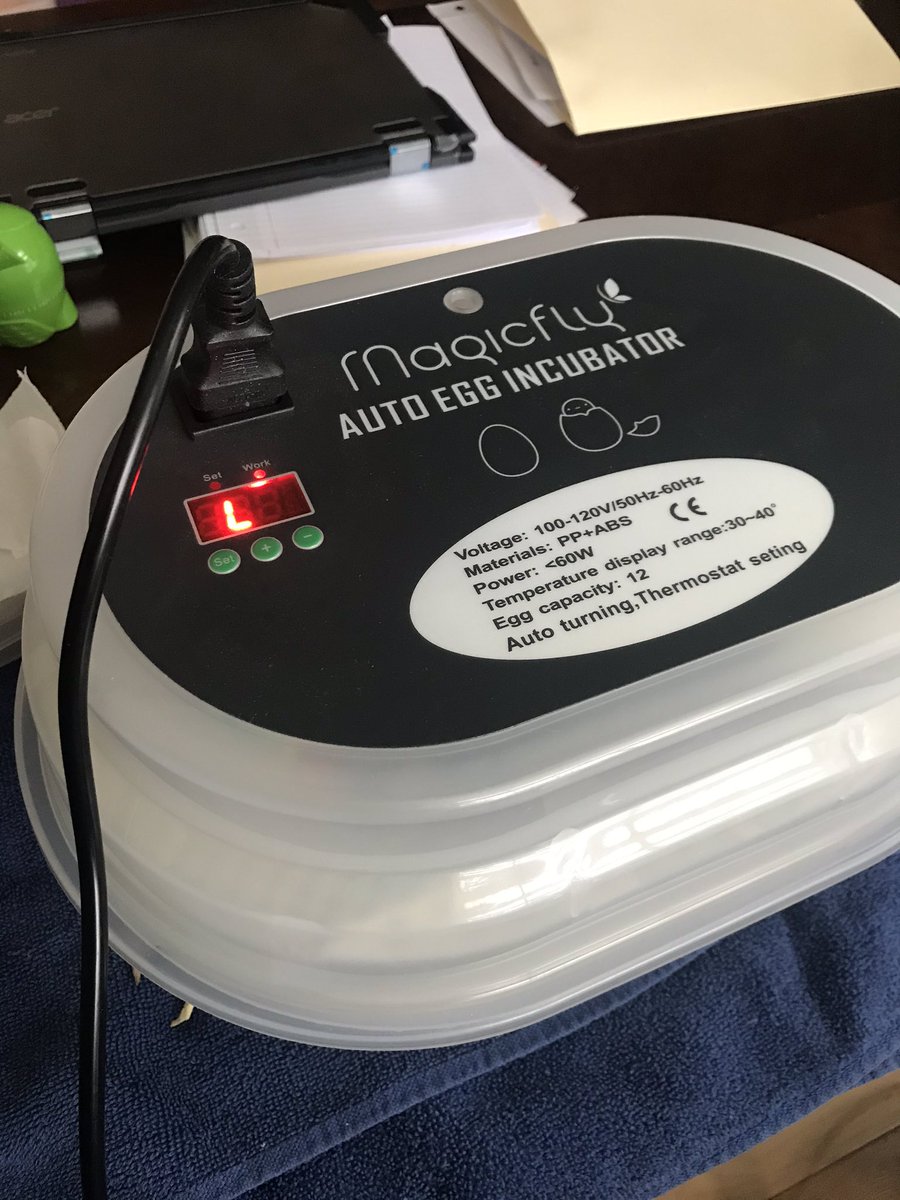 quail_button's tweet image. The eggs are all set in an incubator set at 37.7 C. I can’t wait to see who hatches in about 17 days.