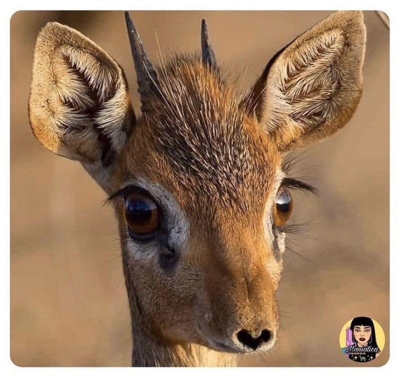 ConsueloDuval's tweet photo. Así de tierna me veía la primera vez que me pusieron los cuernos! 😳😂😂 #RíanseAmargados https://t.co/9OgbWk6Bdu