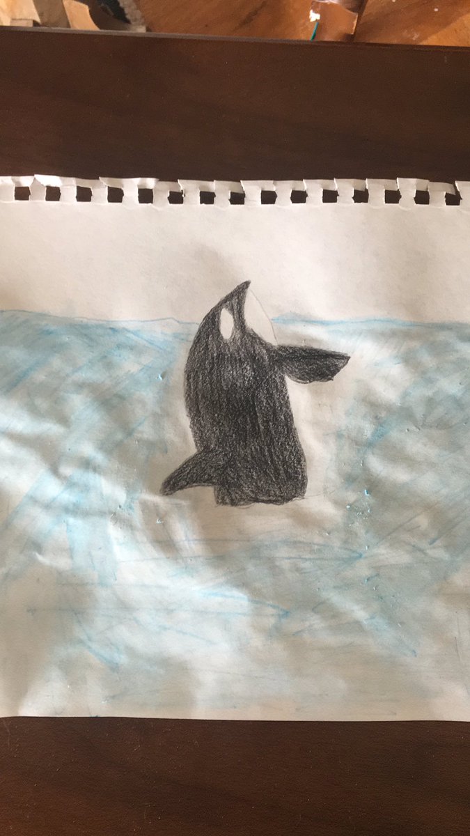 feistyredbc's tweet photo. #orcalive Ainsley, grade 6, Monterey https://t.co/9oDHR0ZQqf