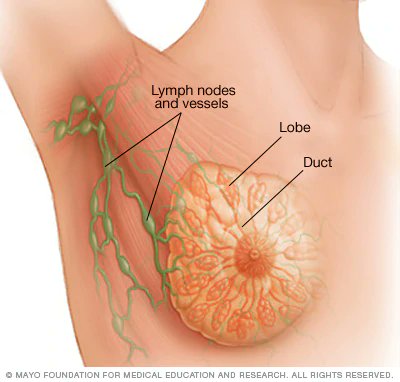 Lilatown9's tweet photo. El cáncer de mama es un tipo de cáncer que se forma en las células de las mamas.
Después del cáncer de piel, el cáncer de mama es el tipo más común diagnosticado en mujeres en Estados Unidos. 
#conocermas #camila https://t.co/8H5K0tewv6