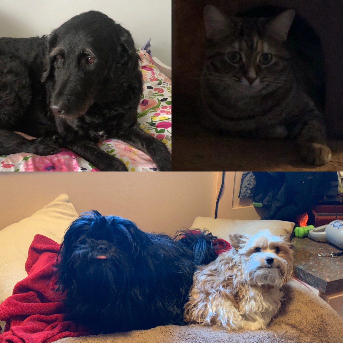 sjaclassof2020's tweet photo. Day 2 of Virtual Spirit week! It’s Pet Day, so here are some of the SLT’s best buds 🐾 Take pics with your pets and tag @stuco1890 !! https://t.co/ED85PRYTcn