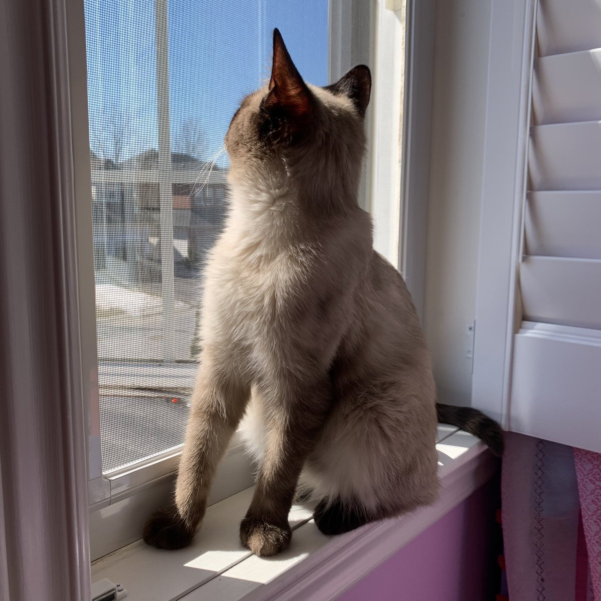 EAdamsPolicy's tweet photo. COvid19 diaries: Iβm enjoying capturing the daily life of my kitties :) The sun is out, the windows are open & our kitties are enjoying the sun & the fresh air #catlife #catlovers #catstagram #cats #catinwindow #CatsOfTheQuarantine #CatsOnTwitter #catsonlockdown https://t.co/B178wra7LN