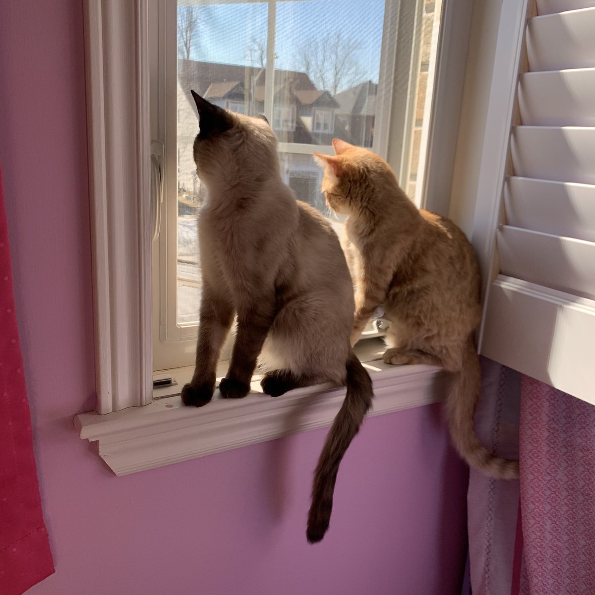 EAdamsPolicy's tweet photo. COvid19 diaries: Iβm enjoying capturing the daily life of my kitties :) The sun is out, the windows are open & our kitties are enjoying the sun & the fresh air #catlife #catlovers #catstagram #cats #catinwindow #CatsOfTheQuarantine #CatsOnTwitter #catsonlockdown https://t.co/B178wra7LN