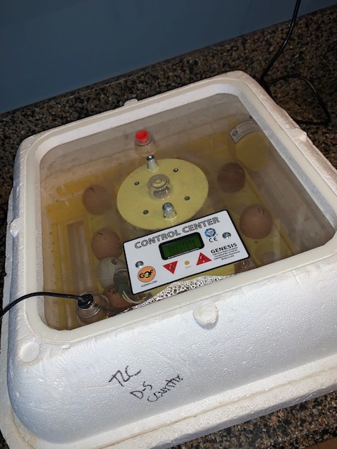Pictures of eggs and some newborn chicks courtesy of Saddlebrook Library.