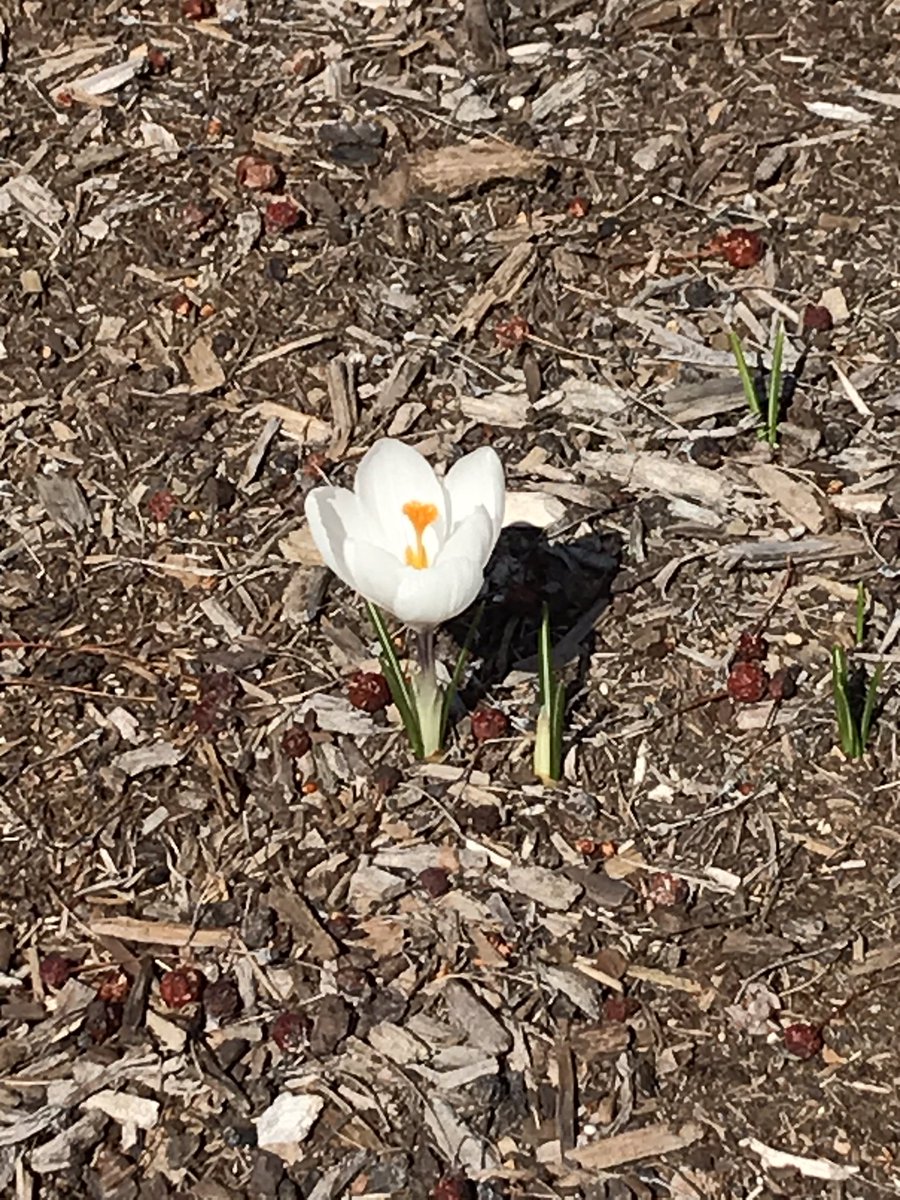 icrapnation's tweet photo. We will overcome. Life will go on. Together. #MicroforNurses #PlaguesPeople #HumanStrong #COVID19 https://t.co/AmYbUwj5Qr
