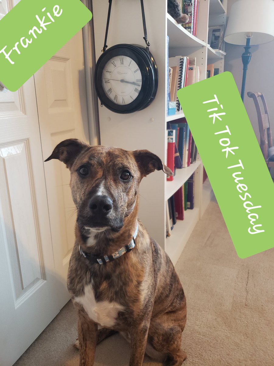 MrsGH4's tweet photo. Frankie wants in on  #TikTokTuesday for #VirtualSpiritWeek  
@STEMECNCAT 
#itoldhimwhattiktokwas
#buthewantedapicturewiththisclock
#STEMpride
#STEMWrites https://t.co/REp8pIWjpk