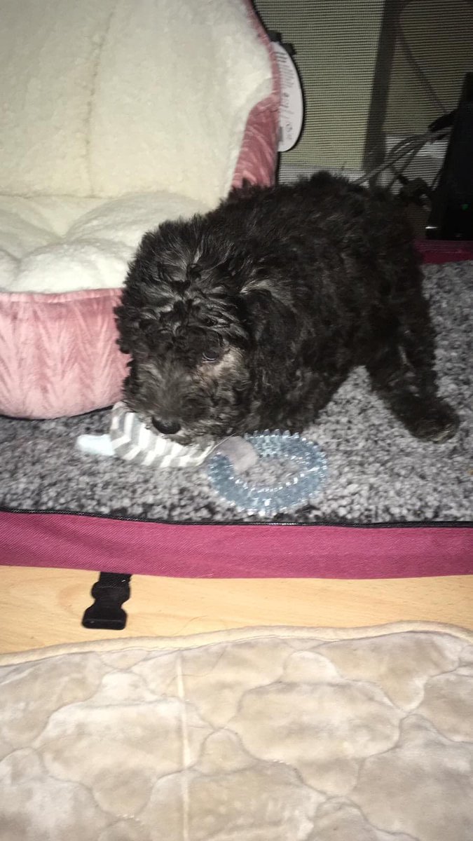 westminsterwags's tweet photo. Whilst out walking #LogoLily yesterday we bumped into our client Basil who was out with his new baby sister, Dill!  We had a quick cuddle with Basil, and look forward to meeting Dill (who was being carried by her mum so had to stay at a distance) properly soon! #WagsFamily https://t.co/WSPMTsUNeH