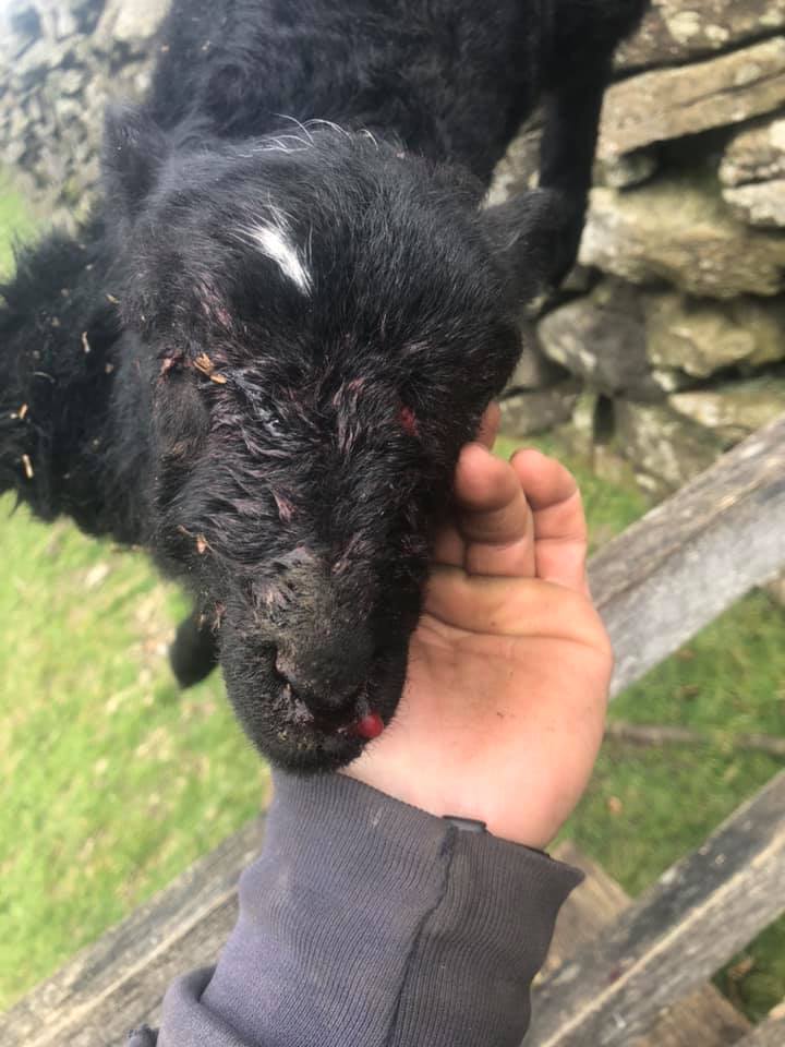 AnimalRevol's tweet photo. This is how welsh farmers love and care about their animals - this lamb was killed by a loose dog so he thought it's a good idea to do this.
#UK #Wales #farmers #Welsh #Farmer #FeedtheNation #Animals #psychopath #AnimalJustice #Vegan #GoVegan #AnimalRights #MeatFreeMarch https://t.co/DghcsMR8XL
