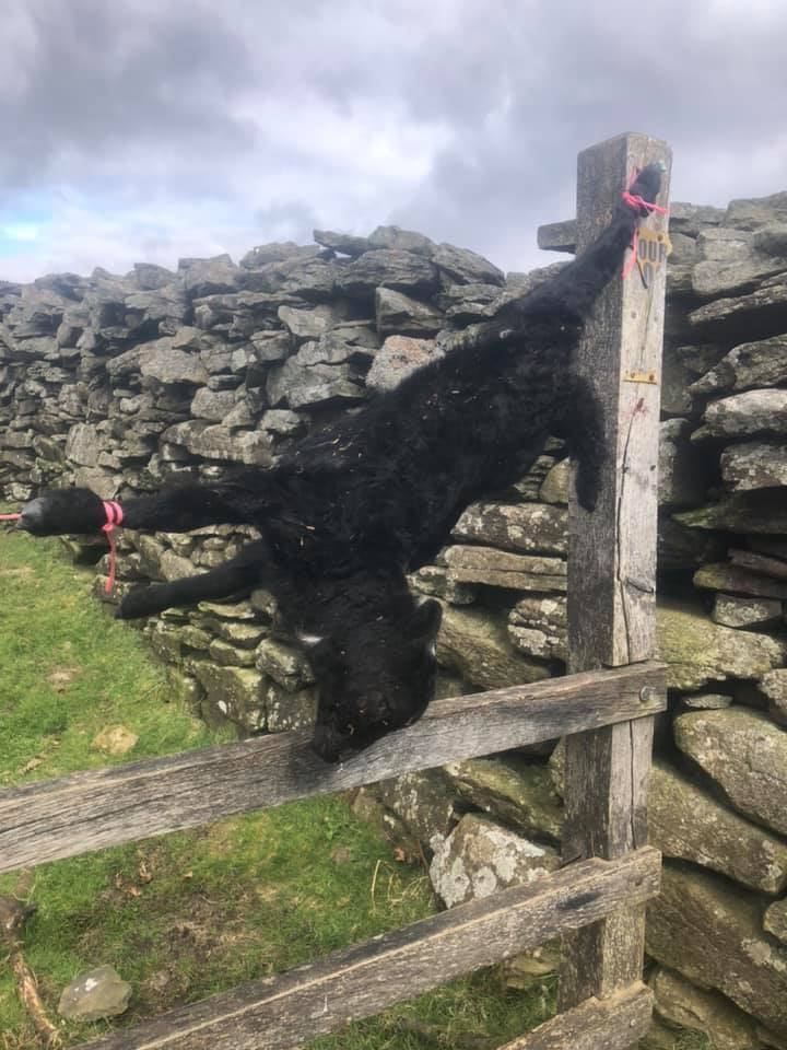 AnimalRevol's tweet photo. This is how welsh farmers love and care about their animals - this lamb was killed by a loose dog so he thought it's a good idea to do this.
#UK #Wales #farmers #Welsh #Farmer #FeedtheNation #Animals #psychopath #AnimalJustice #Vegan #GoVegan #AnimalRights #MeatFreeMarch https://t.co/DghcsMR8XL