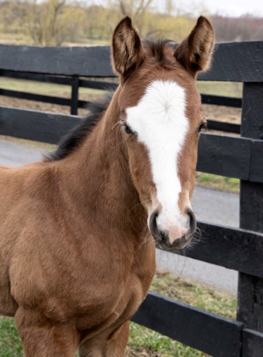 Lady__Sheila's tweet photo. Meet our newest addition, Downtown Mama’s filly by Into Mischief.
#downtownmama #intomischief #nybred @thenyra @thebloodhorse #thoroughbred #downtownmischief #editionfarm #nyfarms #nybreeding #topstallion https://t.co/Eqw9gSuYJj
