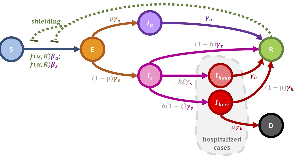 We then extended the basic model to include critical features of  #COVID19, include age-stratified risk and both a symptomatic and asymptomatic route.9/15