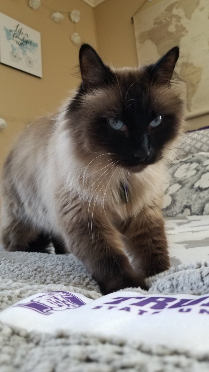 FelineMarshall's tweet photo. Today: I make the bed. I am the backbone of this household. #CatsOnTwitter #DailyUpdate #SelfIsolation #responsibility #CatsOfTheQuarantine https://t.co/etlgEWQ9fa