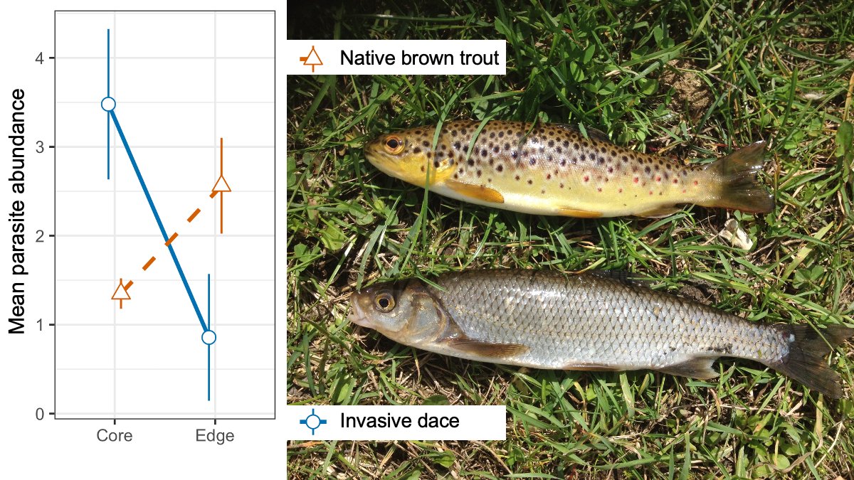 Baby's first first author paper published today! 🥳 Invasive FW fish dace in Ireland are infected with Pomphorhynchus parasites but don't transmit them, causing infection in native brown trout to be diluted link.springer.com/article/10.100…