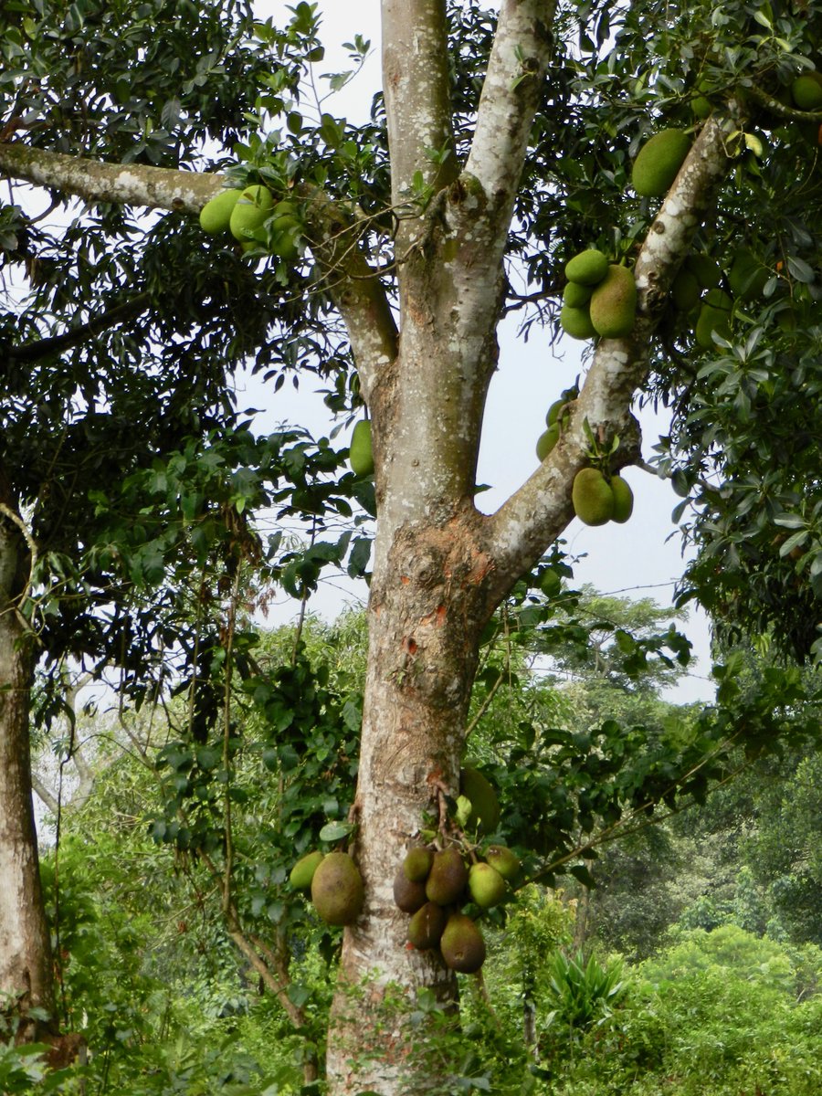 neocurio1's tweet photo. jACKFRUIT fENNE uGANDA #jackfruit #goldennugget #jacktree #uganda #neocurio #artatak https://t.co/yDhJAEkiA4