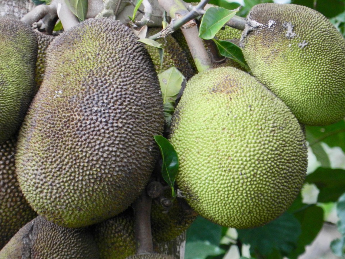 neocurio1's tweet photo. jACKFRUIT fENNE uGANDA #jackfruit #goldennugget #jacktree #uganda #neocurio #artatak https://t.co/yDhJAEkiA4
