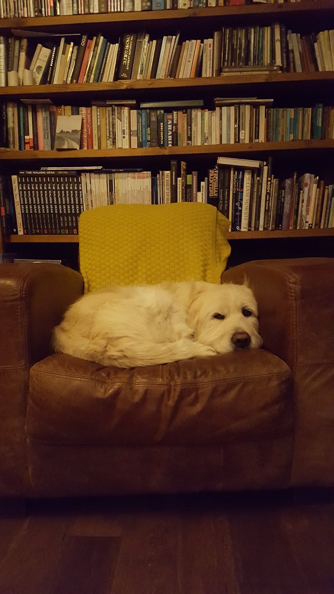 NTPamelaSmith's tweet photo. Does this "working from home' mean we can't go on the furniture the day time? #NTpets https://t.co/PM76ejZV4c