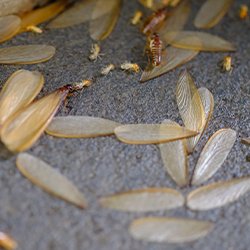 WittPM's tweet photo. Do you know the signs of a termite infestation in your Pittsburgh property? You will if you read this. https://t.co/ZAUTGbX5jK
#termitesigns #stayaheadofpests #termitecontrol https://t.co/kB3g1oXZOb