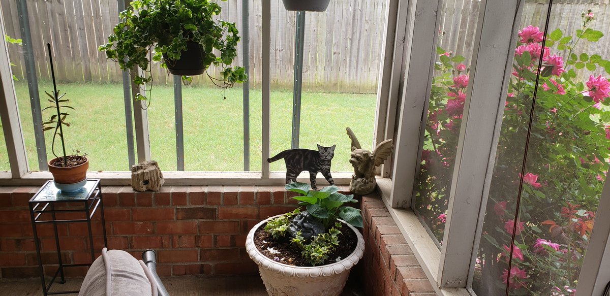 rwyjunior's tweet photo. @CassieJFox @paige_reale @tricia62673 @oakgiraffes @SudoNimh @HotmaiBill @AlanDouglas58 @rastasack @weebitofdevil soon my #FlatCats will be back on the patio https://t.co/9WT7CIoZYi