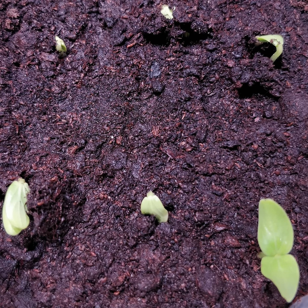 lotusbrook's tweet photo. #ledgrowing Outdoor cucumber seeds sown a week ago. Lights stay on until about 10.30 at night so they are speeding along. https://t.co/CZRHdgilvc https://t.co/UHXuHNMPdO