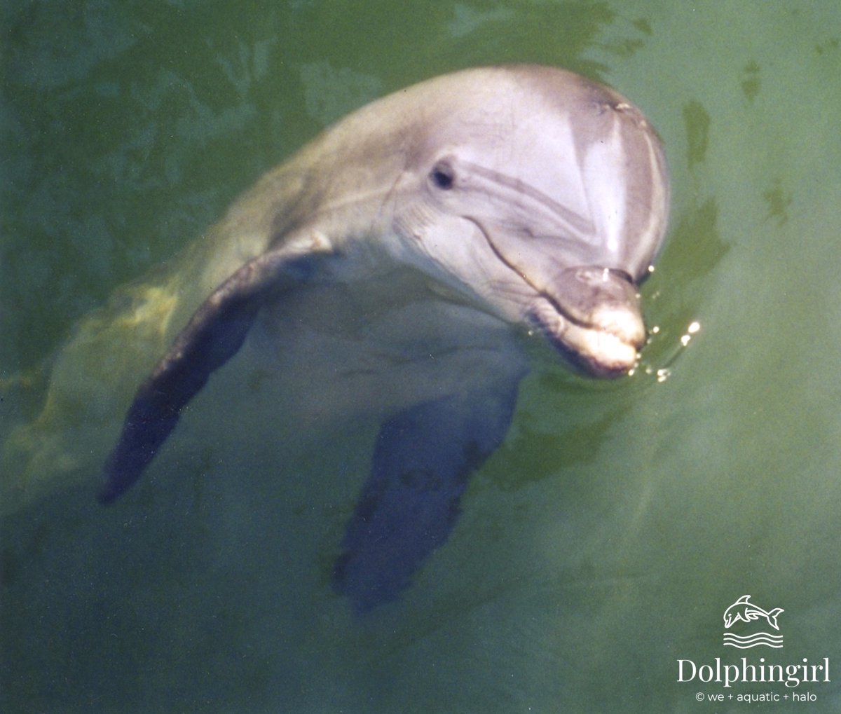 DolphingirlDove's tweet photo. Please join me #Today in #DolphinTalk #storytelling session! Uplifting stories on the #animal #human #bonds with Q & A 2:00pm #Hawaiian SEA you there! Join #Zoom Meeting https://t.co/dZzYcYpAxt...
Meeting ID: 950 273 8375
Password: 737080 https://t.co/JyevmnFn3W