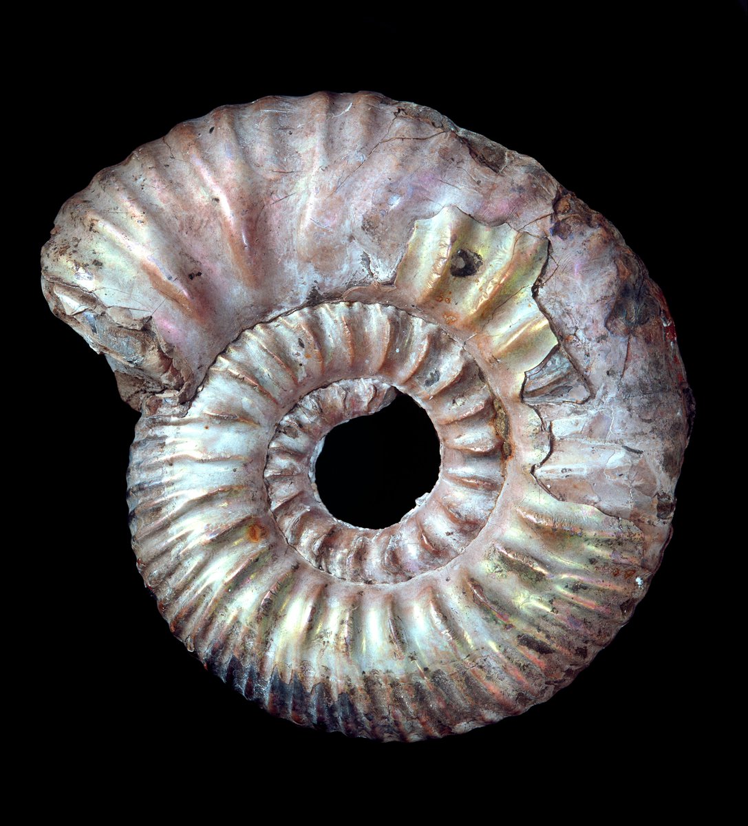BTS as ammonites from the  @NHM_London collections: a thread